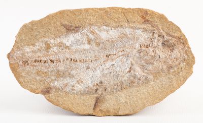 an image of a piece of rock that is on a white surface