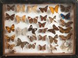 a shadow box with a lot of butterflies in it
