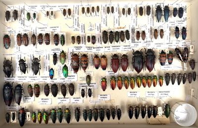 many different types of beetles on display in a display case