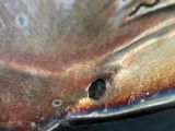 a close up of a metal object with holes in it