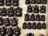 a lot of beetles that are on display in a glass case