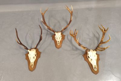 trois têtes de cerfs accrochées au mur, avec leurs bois