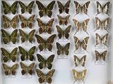 de nombreux types de papillons différents présentés dans une vitrine