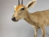 a fake deer that is standing on a white surface