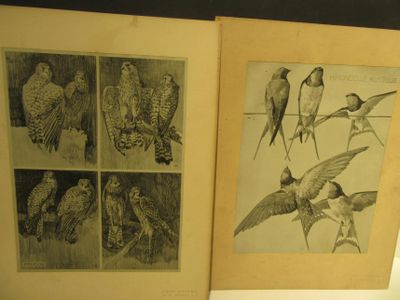 un livre avec des images d'oiseaux et sur lequel figurent des oiseaux