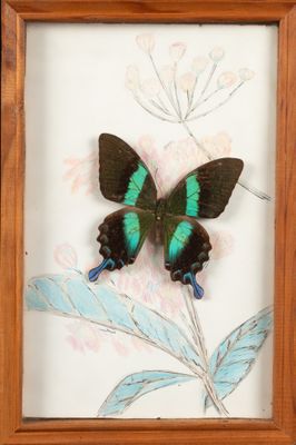 an image of a framed picture of a green and black butterfly