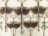 a lot of insects that are hanging on the wall