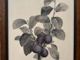an image of a framed picture of a plum tree branch