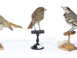 three birds that are sitting on top of each other