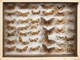 an image of a display of butterflies in a wooden frame