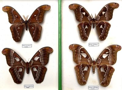 three framed butterflies of different sizes and shapes in a display case