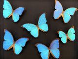 six blue butterflies in a shadow box on a black surface