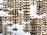 a lot of moths on display in a glass case
