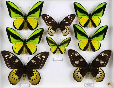 plusieurs papillons de différentes couleurs dans une vitrine posée sur une surface blanche