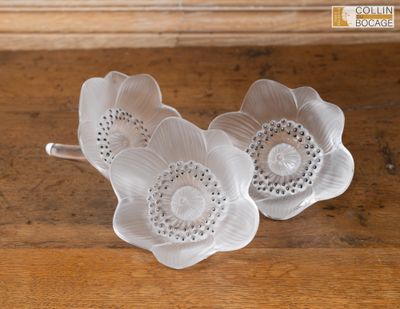 deux fleurs blanches posées sur une table en bois