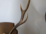 a deer skull on a wooden chair next to a deer ' s head