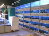 il y a beaucoup de poissons dans les aquariums de la pièce