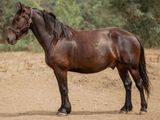 un cheval brun debout dans la terre, avec des arbres en arrière-plan