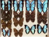 many blue butterflies in a white box on the floor