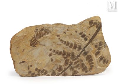 une pierre sur laquelle se trouve un fossile, posée sur une surface blanche