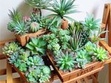 many different types of succulents in a wooden box