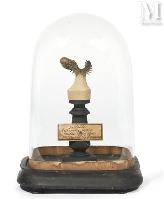 an image of a statue of a bird under a glass dome