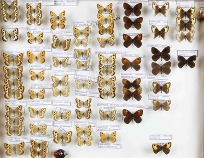 de nombreux types de papillons exposés dans une vitrine