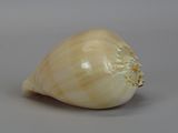 a close up of a bulb of garlic on a gray surface