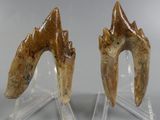 pair of fossil teeth on acrylic bases