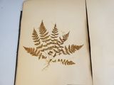 an open book with a pressed fern leaf on it