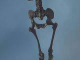 statue of a skeleton holding a human skeleton on a wooden base