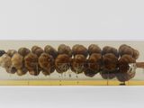 an image of a glass container filled with snails on top of a table