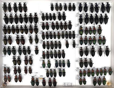 large collection of beetles displayed in a white frame on a wall