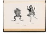 un livre ouvert sur lequel est dessiné deux grenouilles