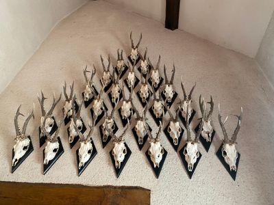 a lot of deer skulls and antelope heads on the floor