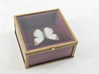 a glass box with a white butterfly inside of it