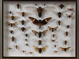 de nombreuses espèces différentes de papillons de nuit dans une vitrine