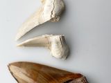 un gros plan sur une dent, un coquillage et des noix posés sur une surface blanche