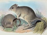a drawing of a mouse and a mouse on the ground