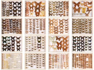 a large collection of butterflies on display in a glass case