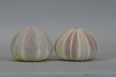 two sea urns that are sitting on a table