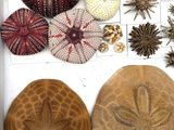 many different types of sea urchins in a box