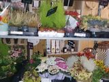 many different types of plants on the shelves in the store
