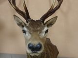 une tête de cerf avec des bois exposée dans une pièce