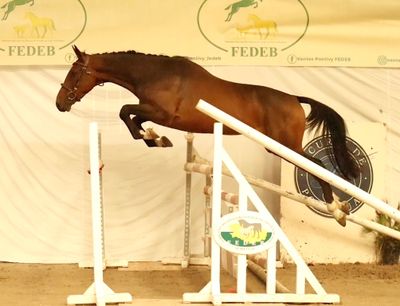 a horse that is jumping over an obstacle