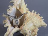 une image représentant un coquillage dans lequel se trouve un oiseau