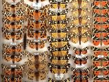 a lot of butterflies that are on display in a glass case