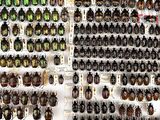 a lot of beetles that are on display on the wall