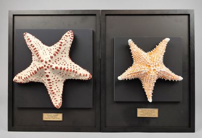 deux étoiles de mer encadrées, exposées dans un cadre noir