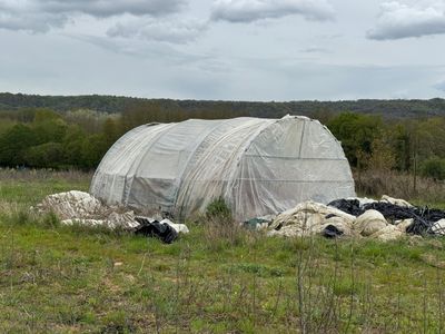many sheep that are laying down in the grass